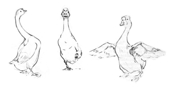 Зарисовка гуся