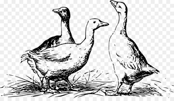 Гусь Графика