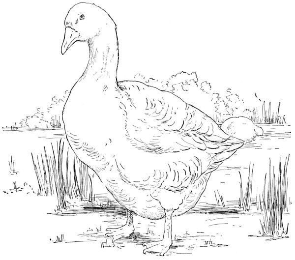 Краснозобая казарка раскраска