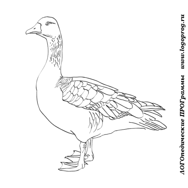 Гусь раскраска для детей