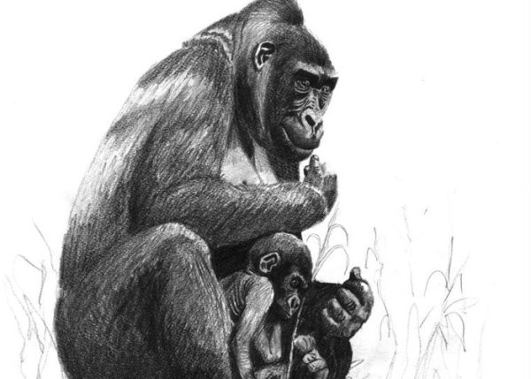 Нарисовать гориллу