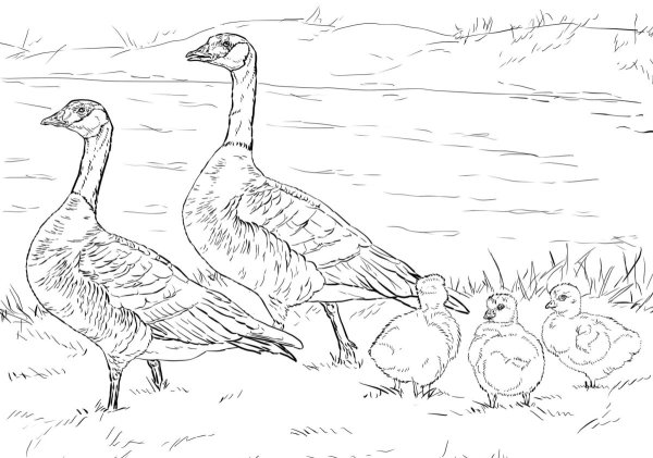 Зарисовка гуся