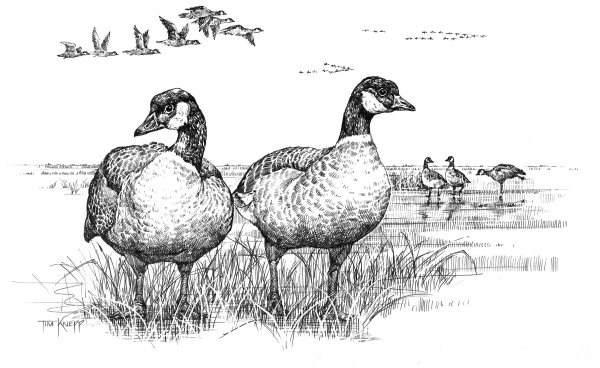 Скетч куры гуси