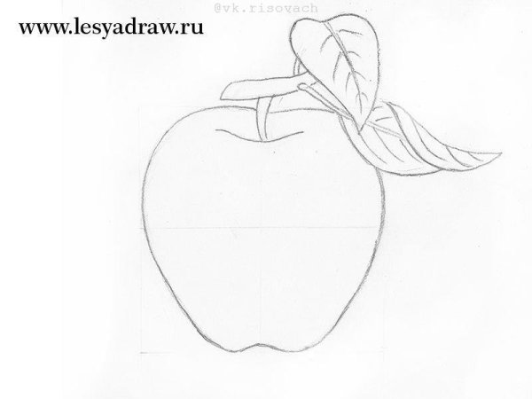 Яблоко поэтапно карандашом для начинающих