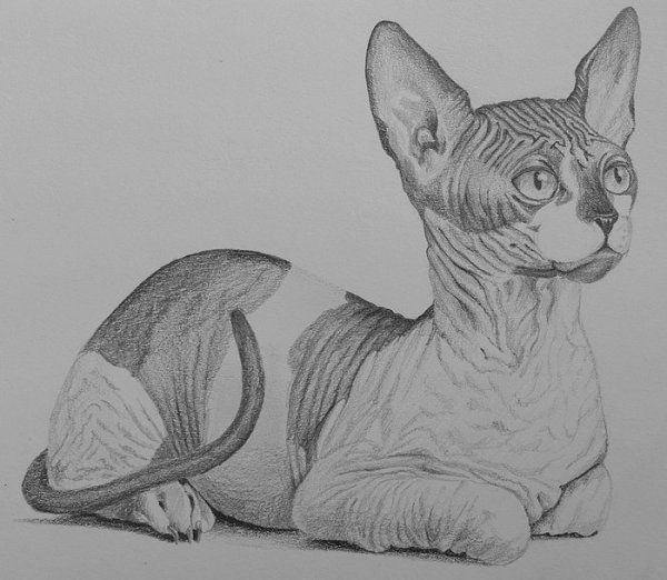Сфинкс карандашом