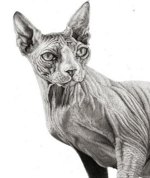 Пуантель сфинкс