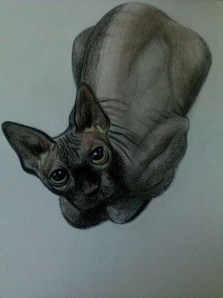 Сфинкс зарисовка