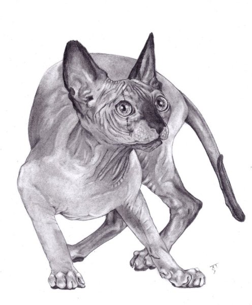 Сфинкс рисунок