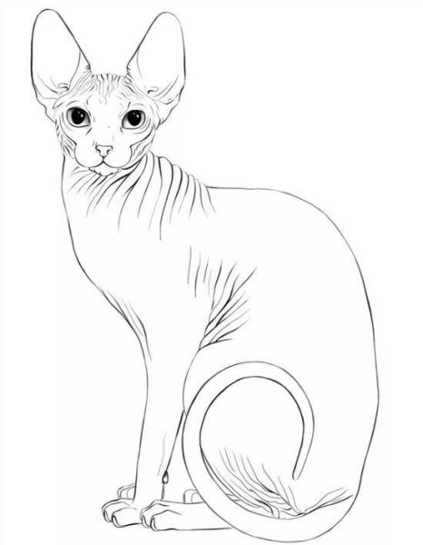 Раскраска Корниш рекс