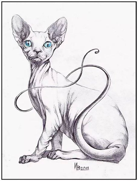 Кот сфинкс рисунок
