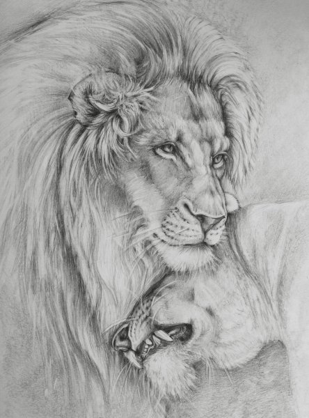 Лев рисунок