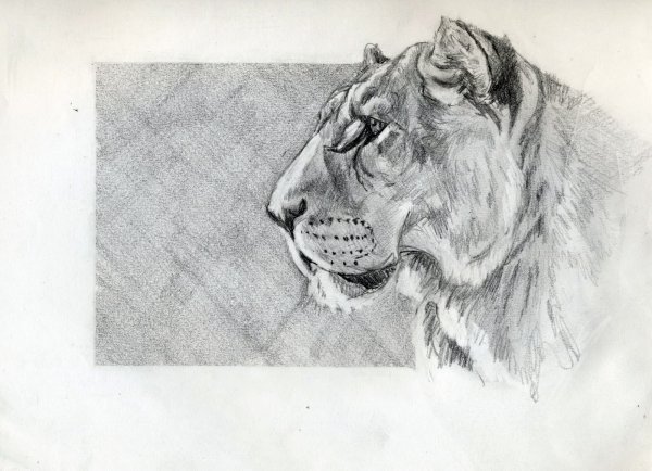 Львица скетч