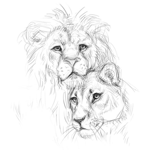 Львица сбоку референс