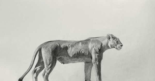 Львица рисунок