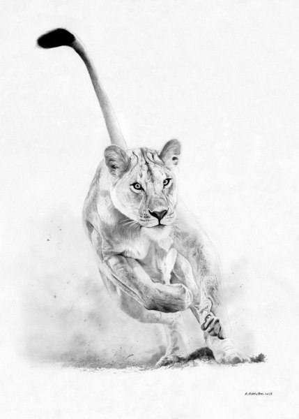 Львица рисунок