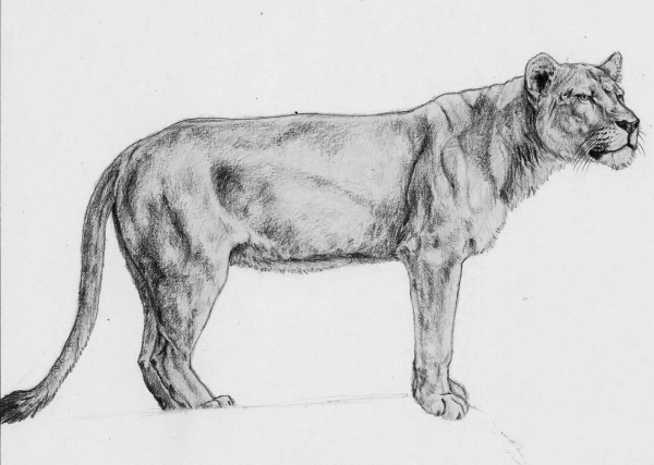 Львица рисунок