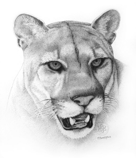 Львица эскиз