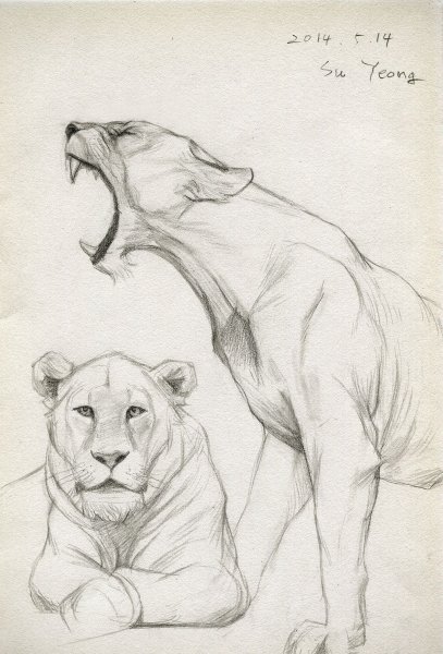Набросок для рисования Льва