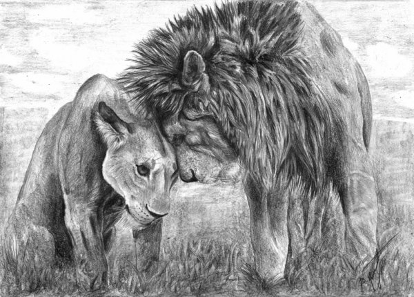 Львица карандашом