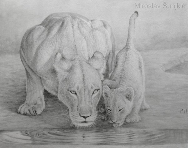 Рисунок пантеры карандашом для срисовки