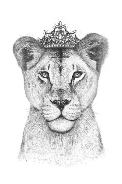 Львица для срисовки