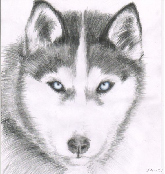 Аляскинский маламут портрет