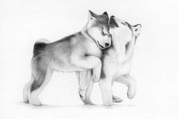 Рисунок собаки для срисовки