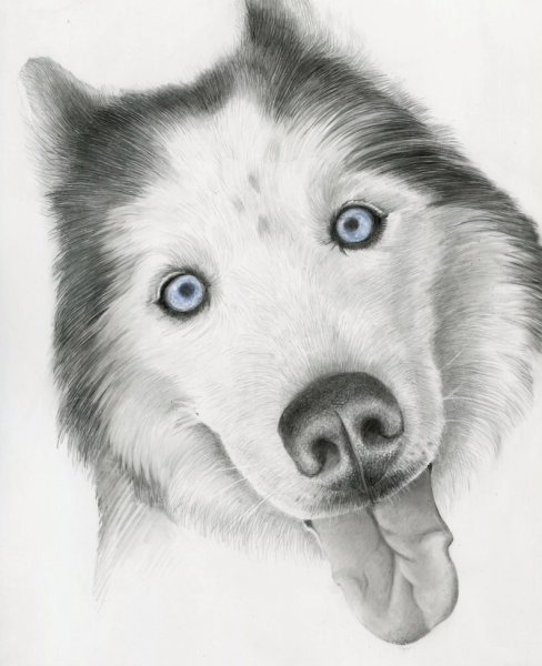 Рисунок хаски карандашом для срисовки