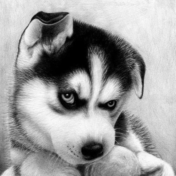 Хаски морда