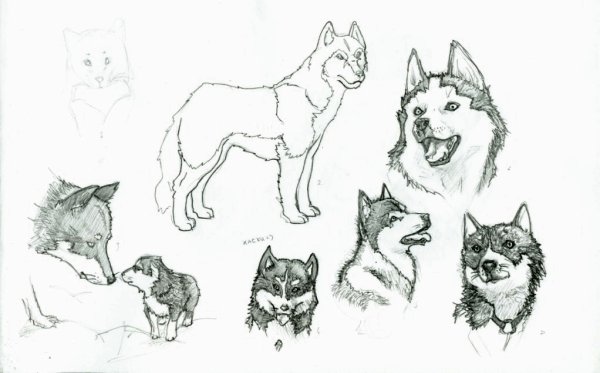 Рисунки карандашом собаки хаски