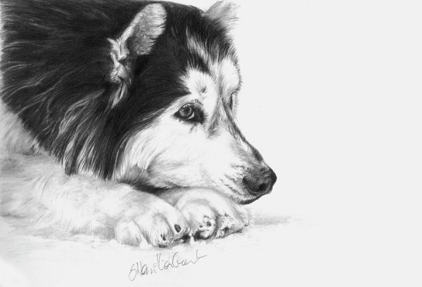 Собака хаски карандашом