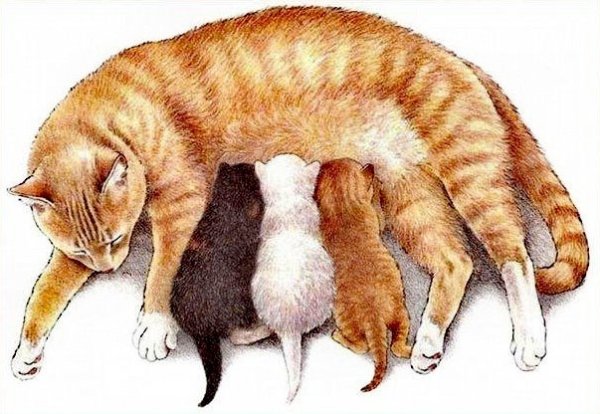 Котик лежит рисунок