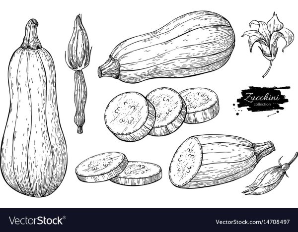 Кабачок карандашом