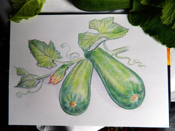 Овощи цветными карандашами