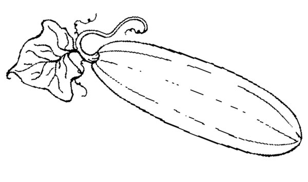 Кабачок раскраска