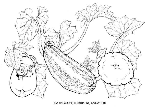 Кабачок раскраска для детей
