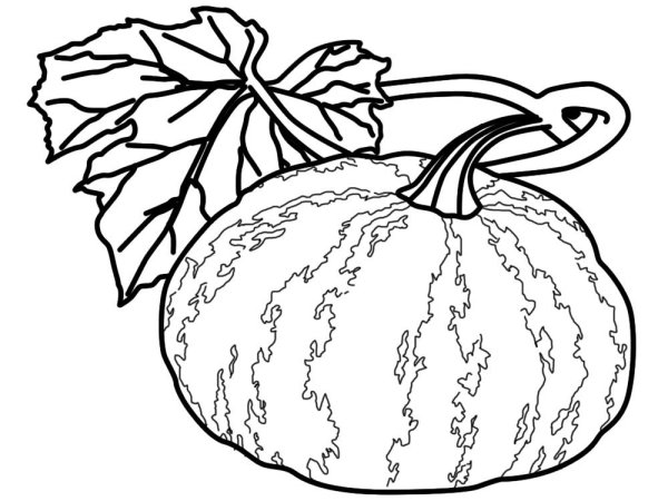 Кабачок раскраска для детей