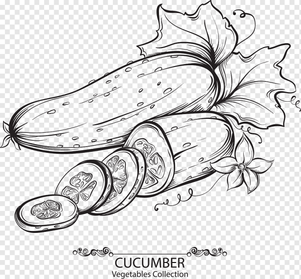 Кабачок раскраска для детей