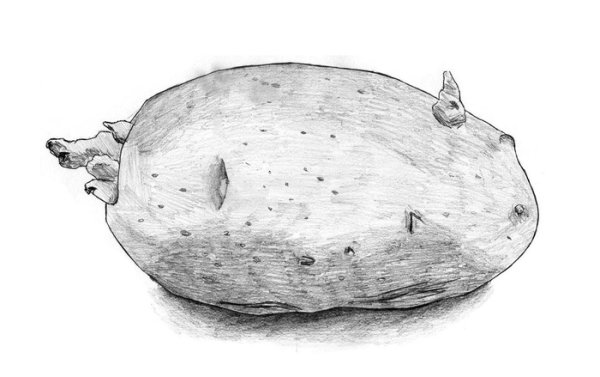 Клубень картофеля