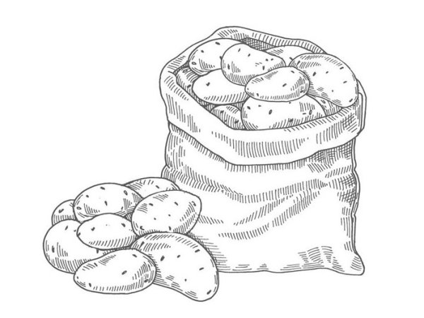 Картошка рисунок
