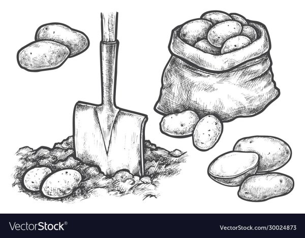 Картошка раскраска