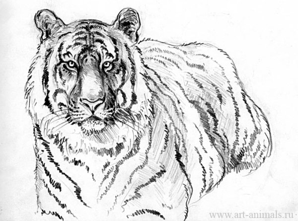 Амурский тигр рисунок карандашом
