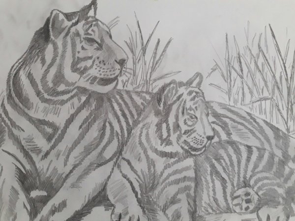 Амурский тигр