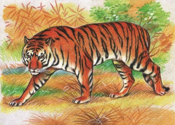 Нарисовать Амурский Уссурийский тигр
