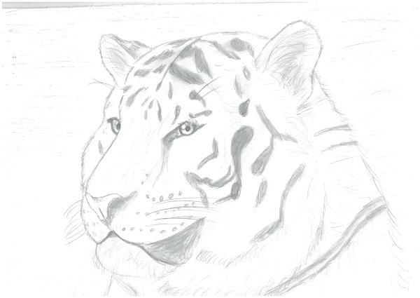 Амурский тигр рисунок карандашом
