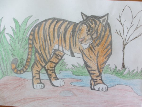 Амурский тигр карандашом