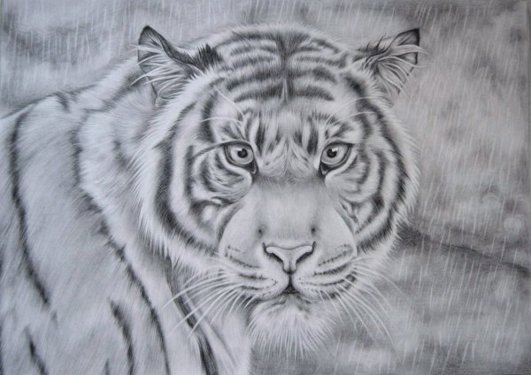 Амурский тигр