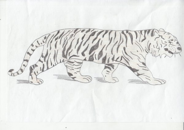 Амурский тигр карандашом для срисовки