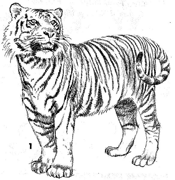 Амурский тигр рисунок карандашом