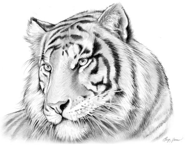 Рисунок тигра карандашом поэтапно